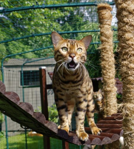 en bengal använder Omlets kattgård för utomhusbruk