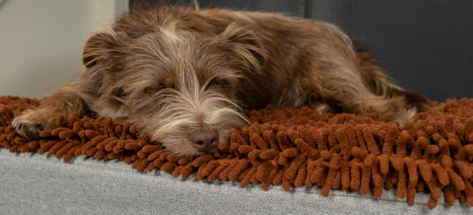 En brun hund sover på Omlet Topology hundsäng med en brun bäddmadrass i mikrofiber  