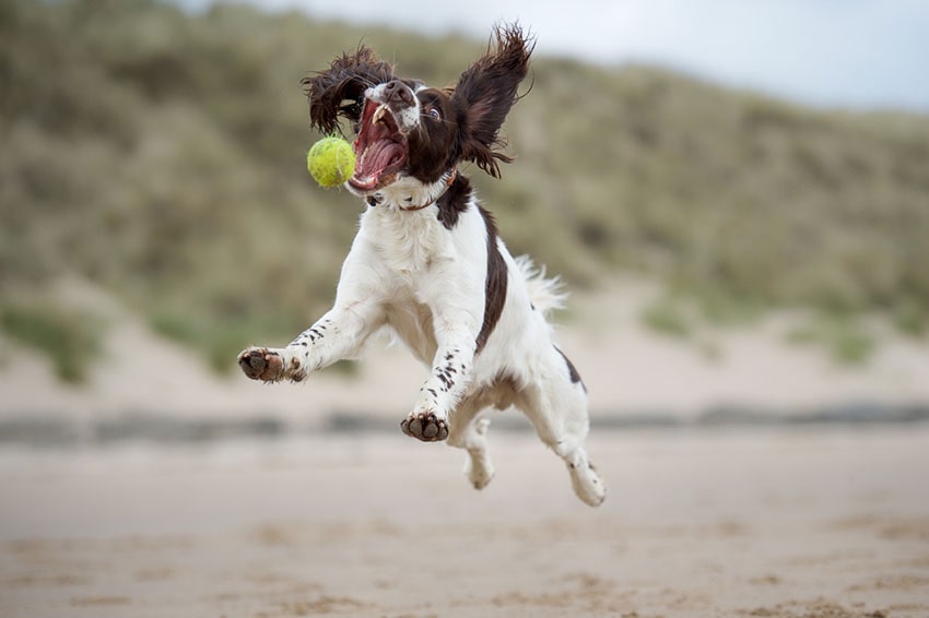En springer spaniel-hund leker på stranden med en boll  