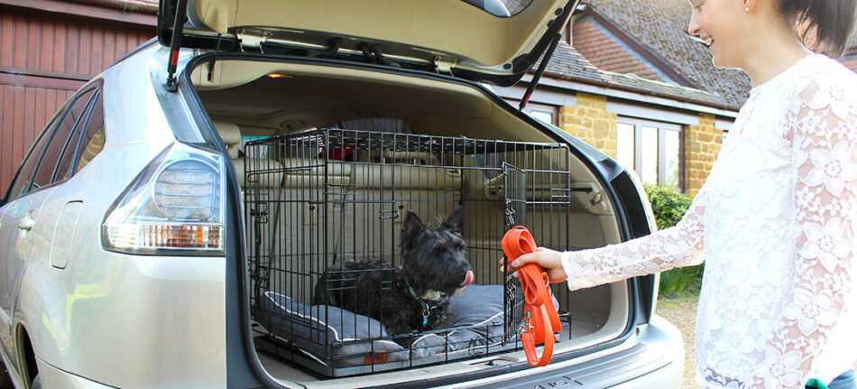 Hund i hundburen Fido i en bil