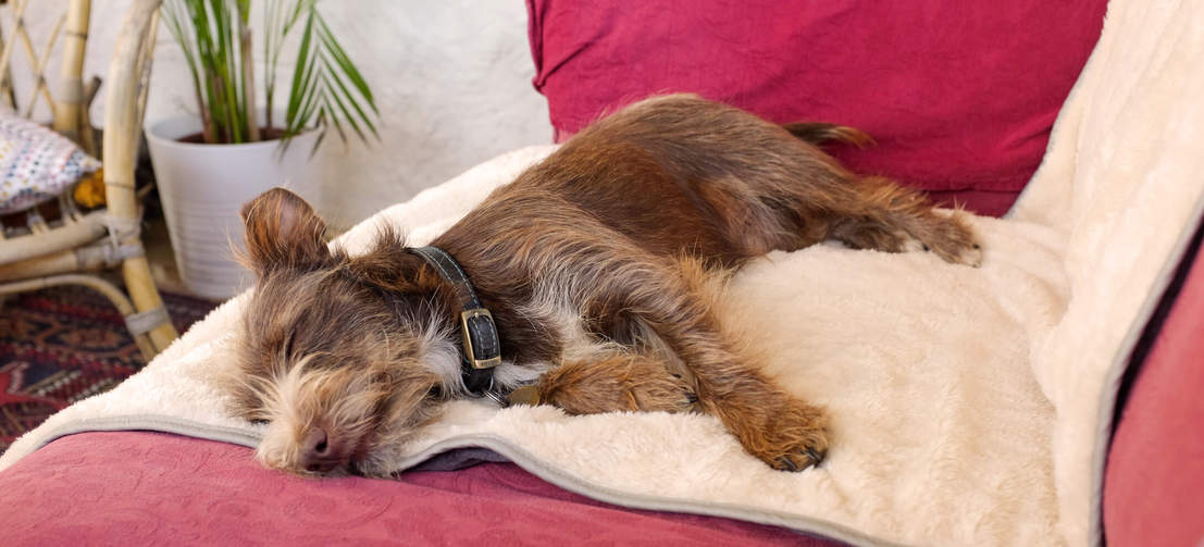 En brun hund ligger på en grå supermjuk och lyxig hundfilt från Omlet