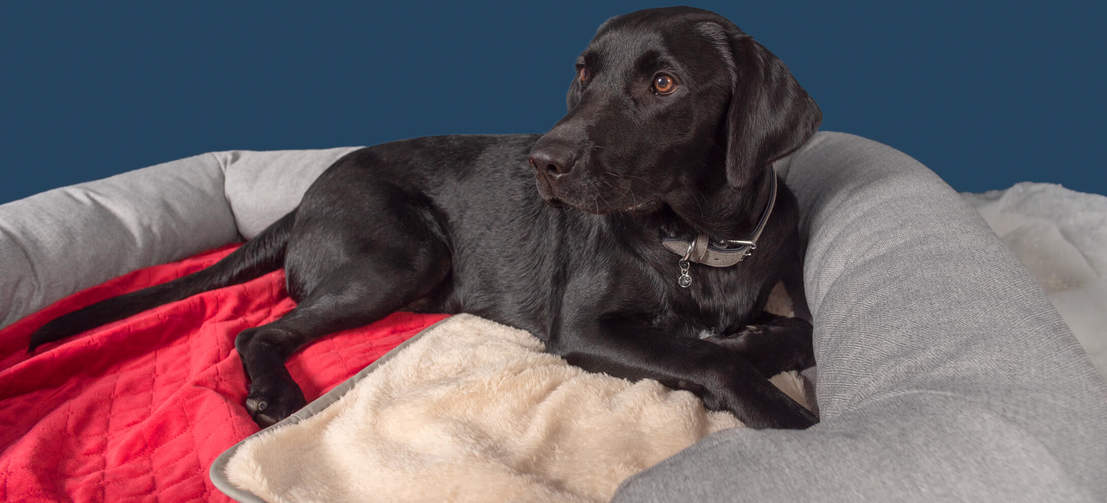 En svart labrador ligger på Omlets lyxiga och supermjuka hundfilt i den julrosröda färgen