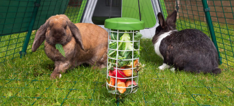 Kaniner skuttar runt sin Caddi godsaksbehållare från Omlet