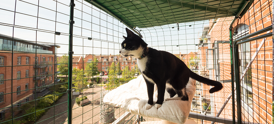 Svartvit katt i en balkonggård