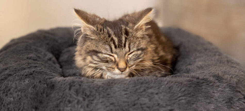 En kattunge sover på den mjuka kattbädden Maya Donut i färgen Earl Grey och med ben