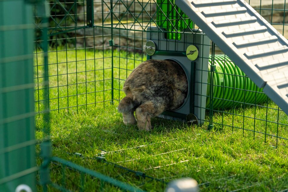 Kanin hoppar genom Omlet Zippi tunnelsystem i Omlet kaningård  