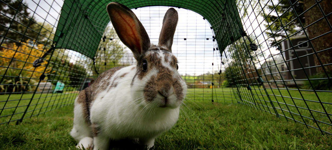 en brun och vit kanin i den gröna kaninburen Eglu Go med ett golvnät som kaninen inte kan gräva sig under