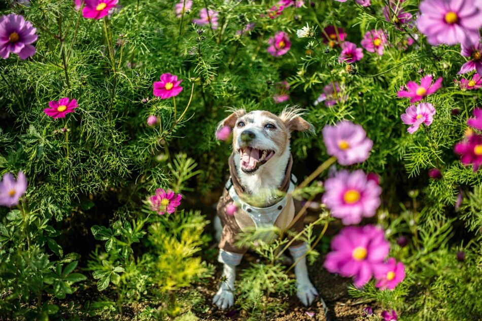 en hund utomhus, omgiven av rosa blommor