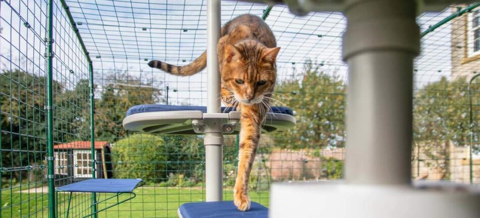 katt utforskar katträdet Freestyle för utomhusbruk från Omlet