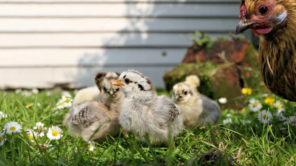 kycklingar på en gräsmatta med sin mamma