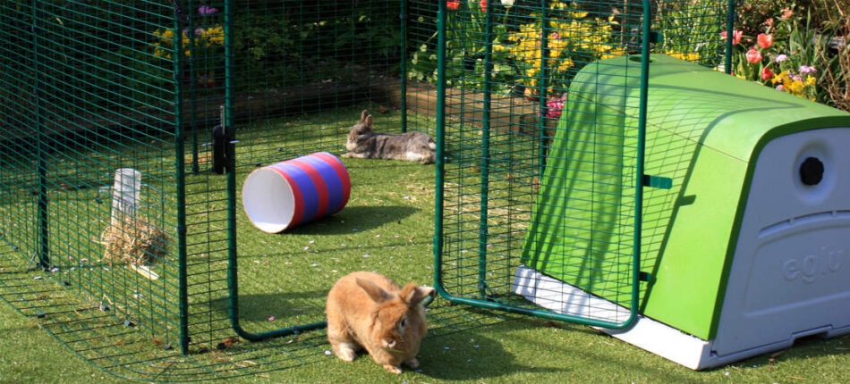 Kaniner i sin kaningård för utomhusbruk som står bredvid kaninburen Eglu Go