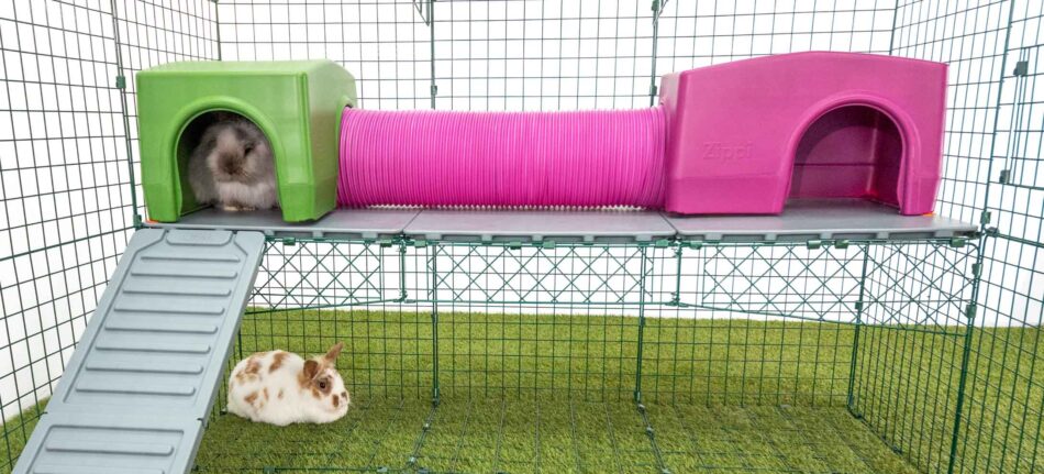 Kaniner leker i sina Zippi-lektunnlar på en Zippi-plattform