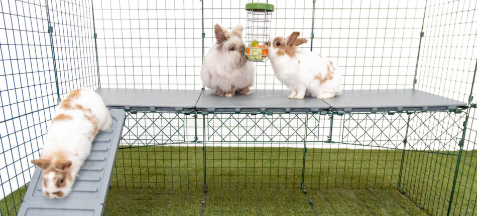 Vita kaniner äter från en Caddi godsaksbehållare för kaniner som sitter på en Zippi-plattform