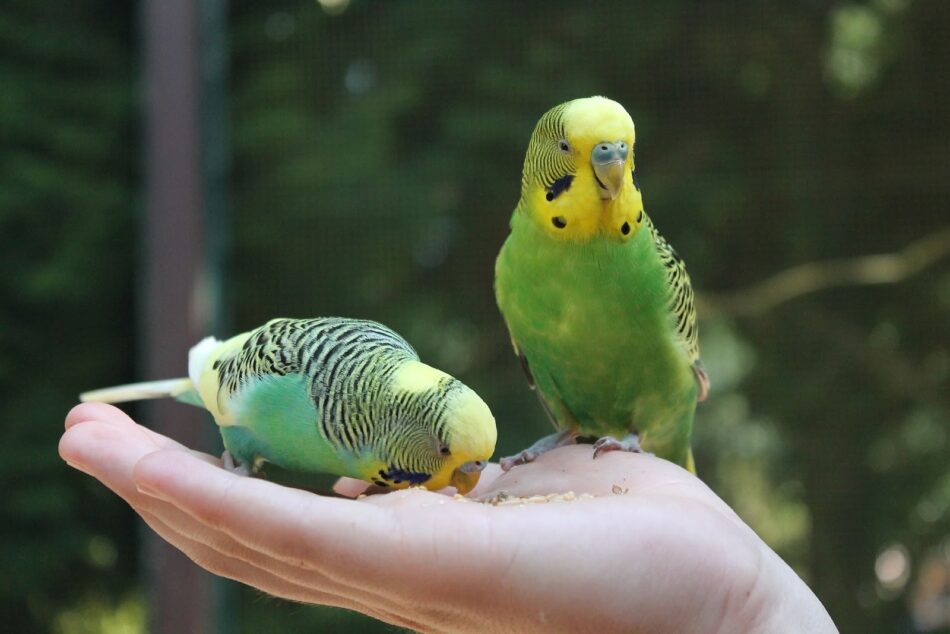 två gröna och gula undulater i en hand