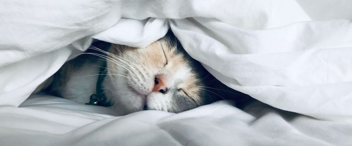 söt katt som sover under ett täcke
