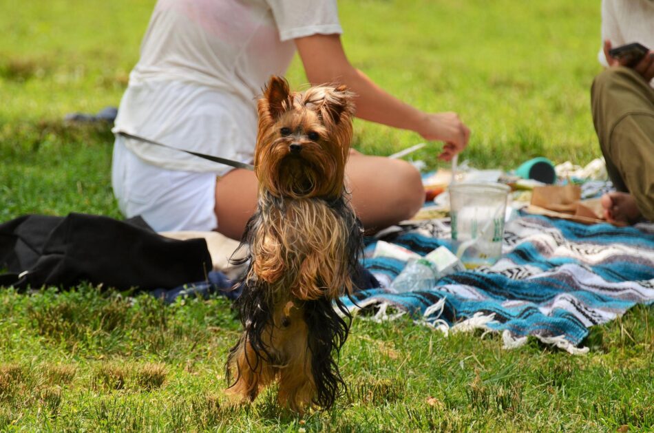 En Yorkshire terrier står på bakbenen vid en picknick för hundar