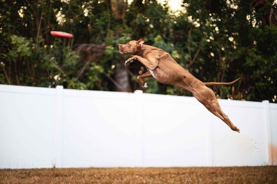 En brun hund hoppar för att fånga en frisbee, hundar som slår världsrekord