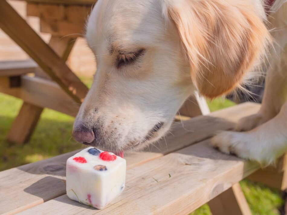 En labrador äter frysta yoghurtbitar på en picknick