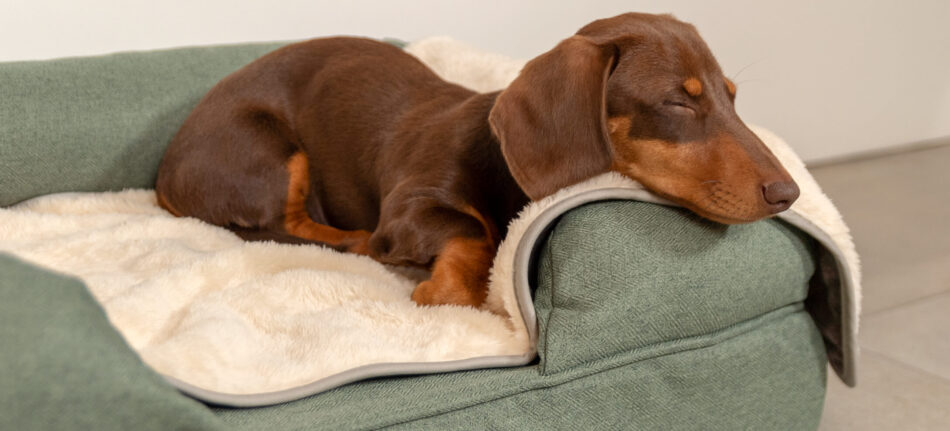 En tax sover på en bolsterbädd från Omlet med Omlets lyxiga och supermjuka hundfilt