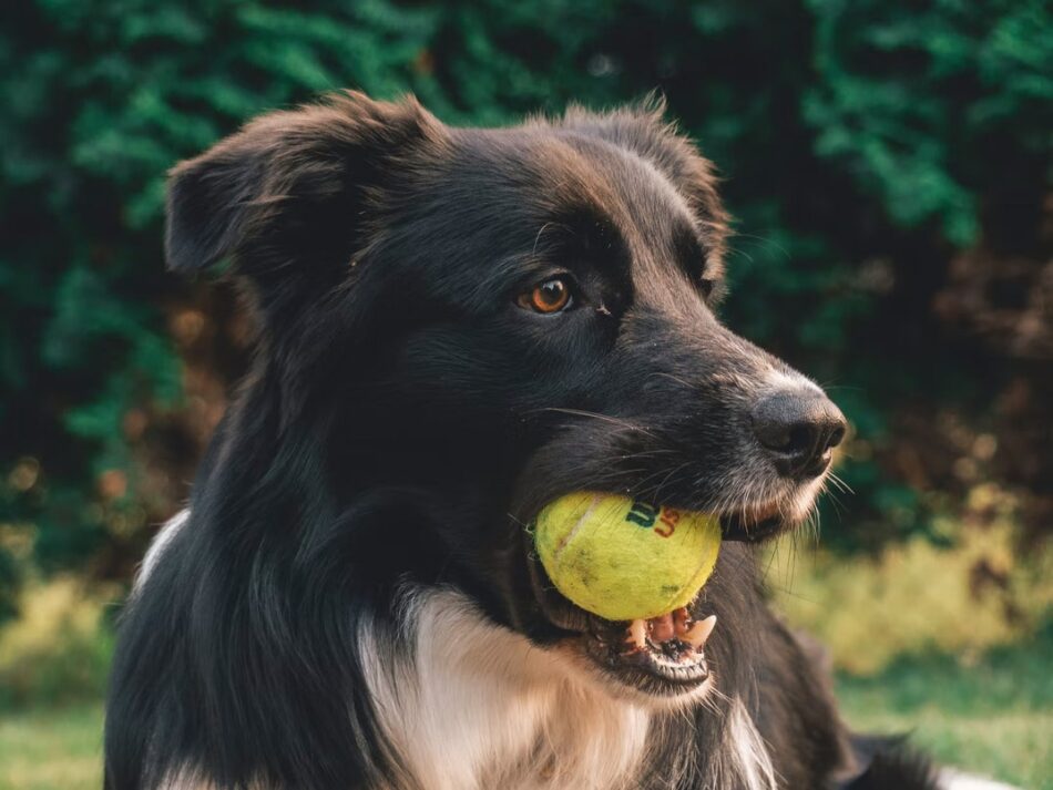 Svart hund med en tennisboll i munnen