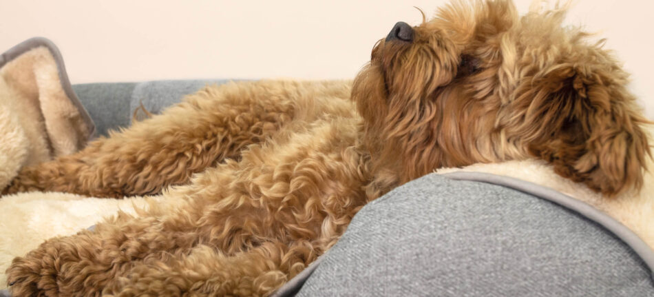 En fluffig hund sover på en lyxig och supermjuk hundfilt