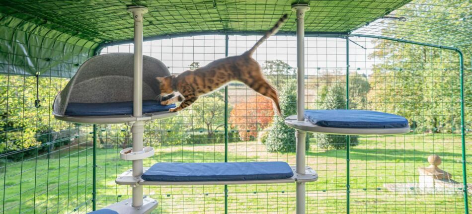 En katt hoppar på katträdet Freestyle för utomhusbruk från Omlet