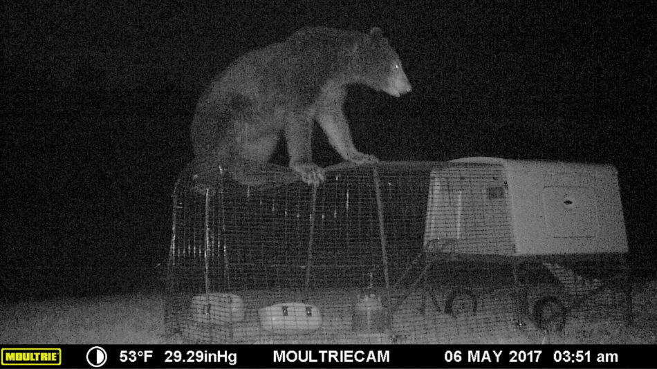Svartbjörn står på hönshuset Eglu Cube