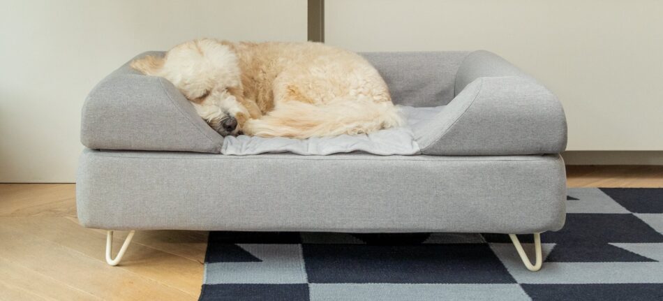 En hund som rullat ihop sig och sover på den lyxiga hundsängen Topology från Omlet