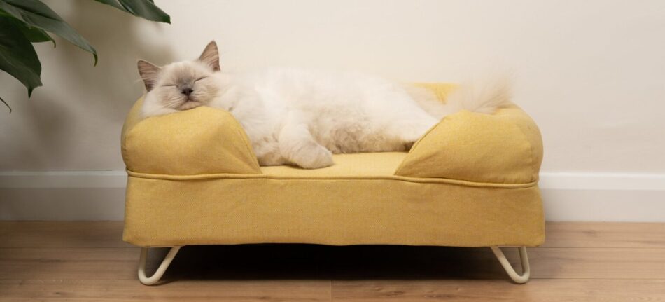 En ragdoll ligger och sover på en gul bolsterbädd för katter