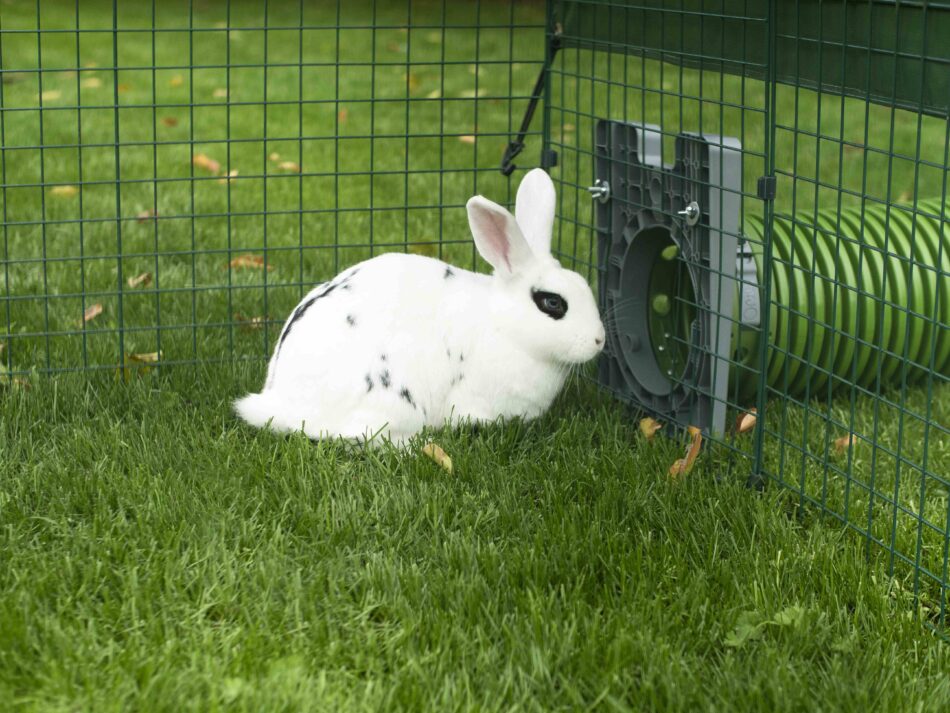 En vit kanin använder Omlets tunnelsystem för kaniner
