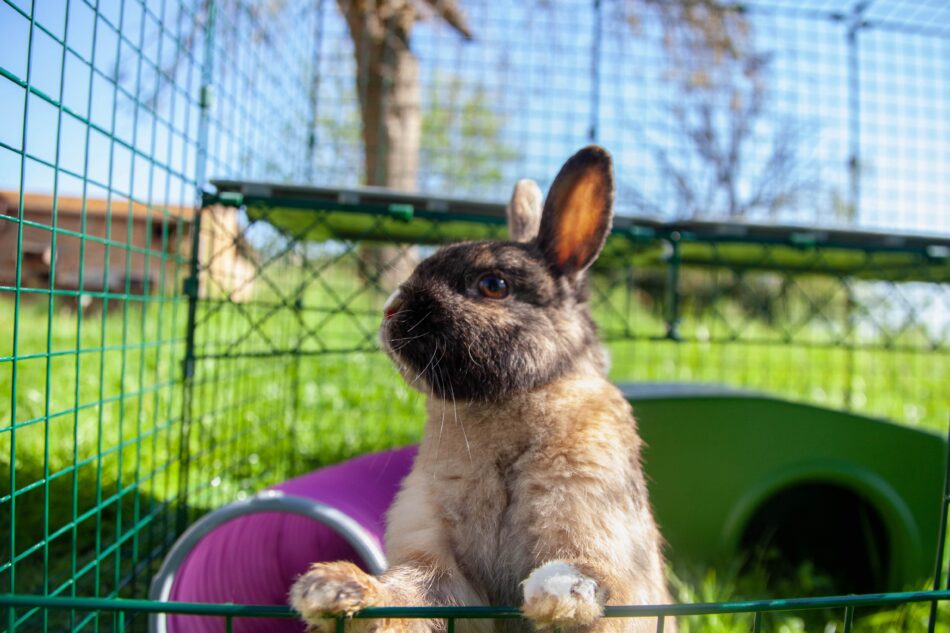 Kaniner i Omlets kaningård för utomhusbruk