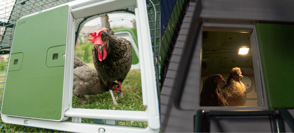 Kollage av bilder på Omlets automatiska dörr till hönshuset – från dag till natt