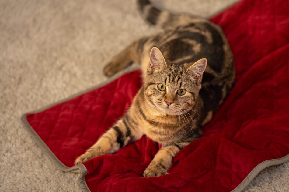 En katt ligger på Omlets supermjuka julrosröda och gräddvita kattfilt när det är kallt utomhus