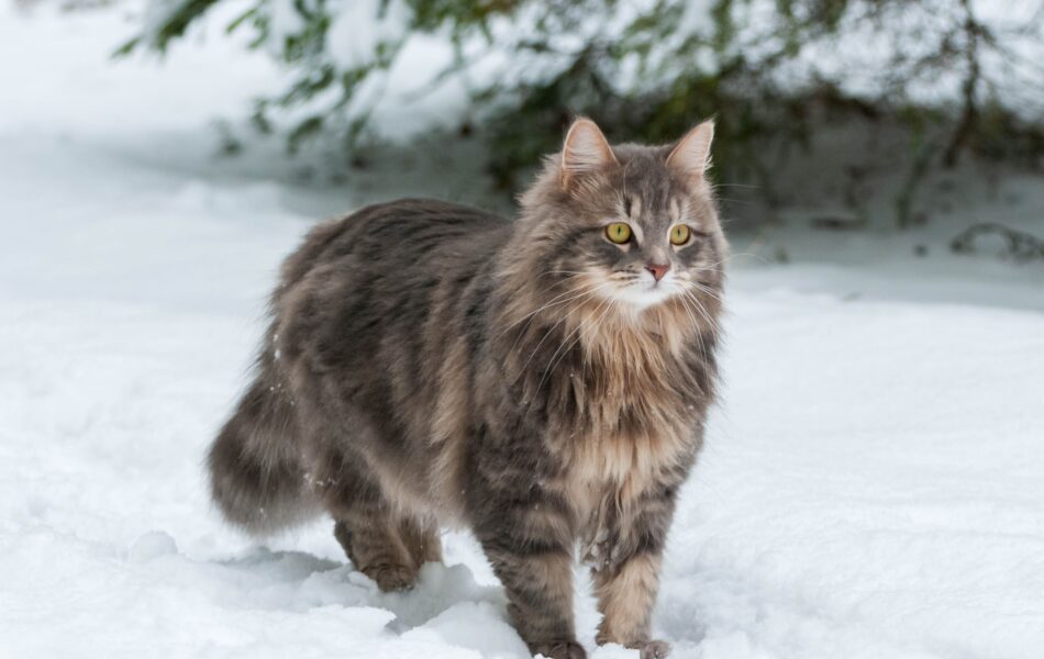 En sibirisk katt går ute i snön