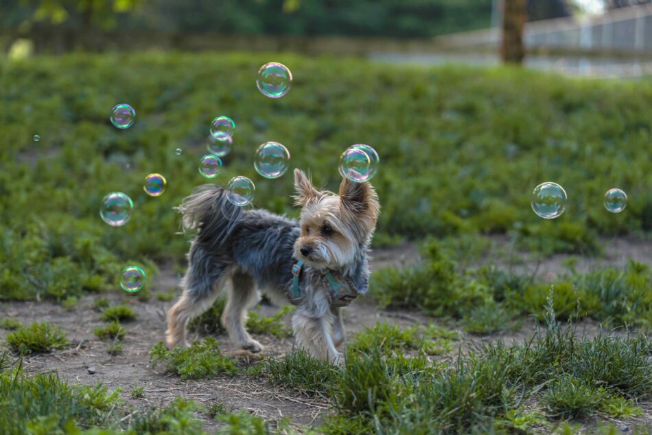 En Yorkshire terrier leker med såpbubblor utomhus