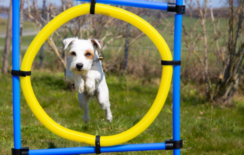 En hund hoppar genom en ring på en hinderbana