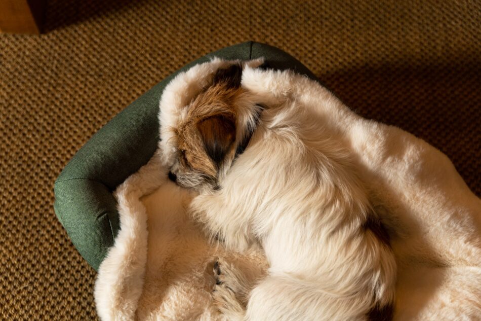 En terrier kopplar av på Omlets lyxiga hundfilt i fuskpäls efter en avslappnande spadag