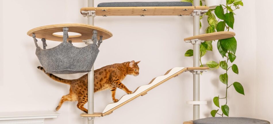 Katt klättrar på katträdet Freestyle för inomhusbruk från Omlet som också har en hängmatta