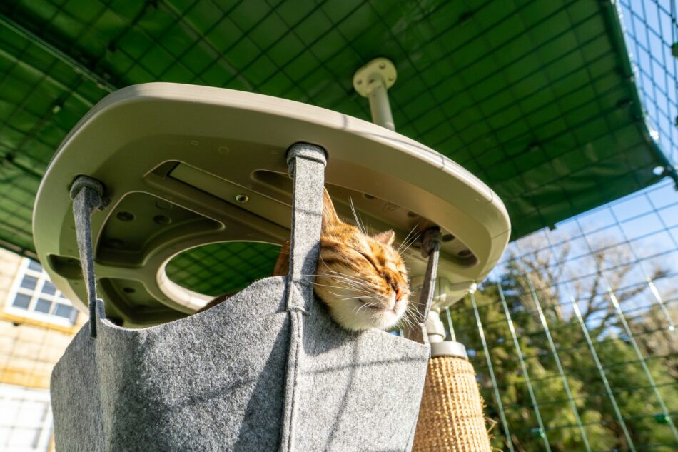 Katt i hängmatta i katträdet Freestyle i Omlet kattgård utomhus