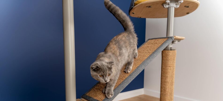 En grå katt använder bron till Freestyle katträd för inomhusbruk från Omlet