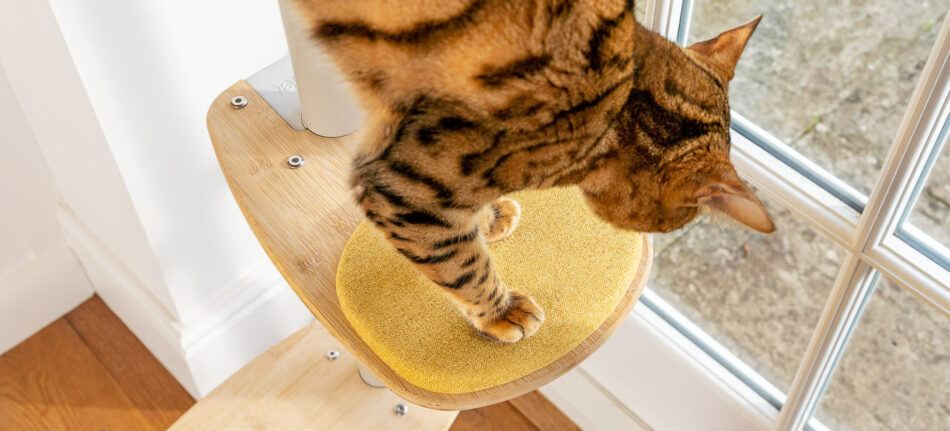 En katt använder plattformen på Omlets Freestyle katträd för inomhusbruk 