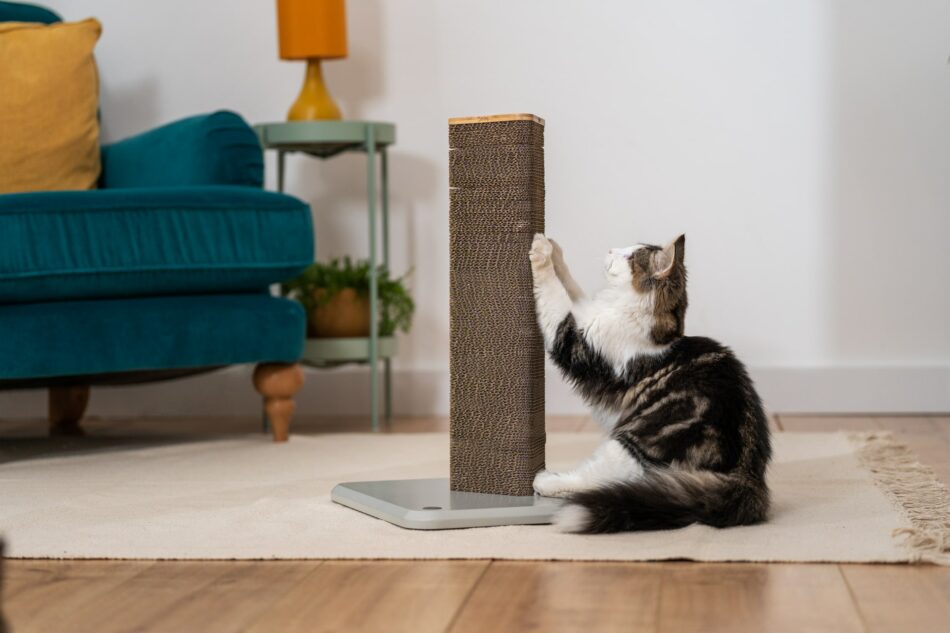 En katt i ett vardagsrum använder Stak klösträd från Omlet 