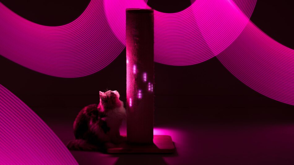 En katt är omgiven av ljus från klösträdet Switch 