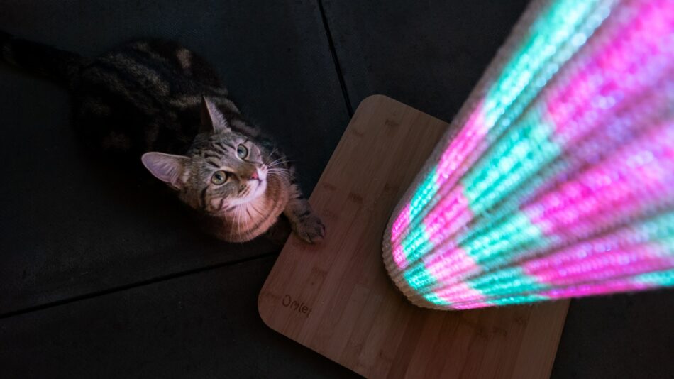 En katt ser upp på de rosa och blå ljusen på klösträdet Switch 