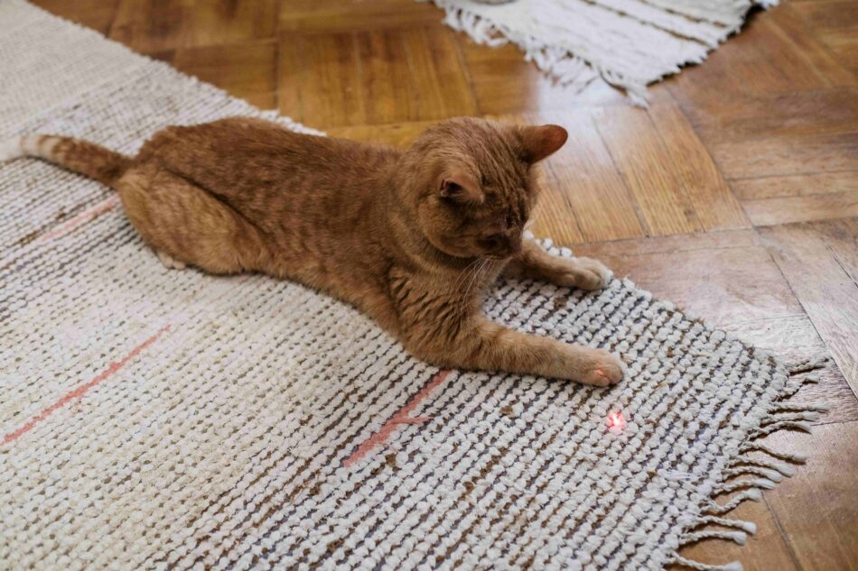 En katt leker med den röda laserpunkten på golvet  