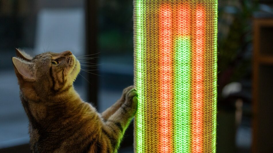 En katt tittar på de starka ljusen i klösträdet Switch  