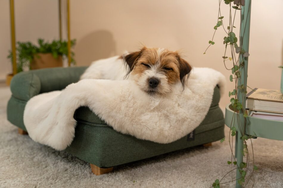 En terrier sover på Omlets lyxiga hundfilt i fuskpäls på Omlets bolsterbädd 