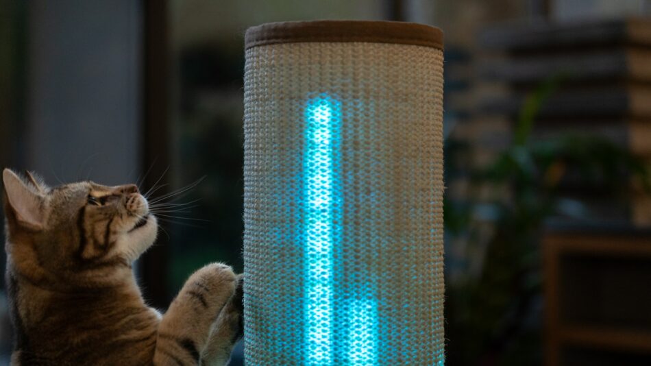 En katt tittar på klösträdet Switch med blått ljus 