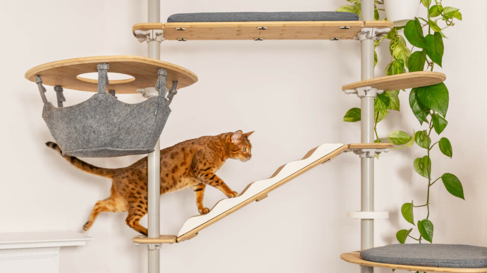 En katt klättrar på Freestyle katträd för inomhusbruk - hur du kan förhindra att din katt blir uttråkad