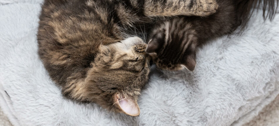 En katt sover på Maya kattbädd - hur du kan förhindra att din katt blir uttråkad